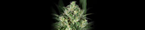 Sensi Purple Kush Feminized Grow Report