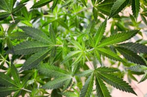 Senator Says It’s ‘Extremely Concerning’ Trump Has Delayed Marijuana Rescheduling After Pledging Action Two Months Ago