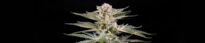 Dosimosa Feminized Grow Report