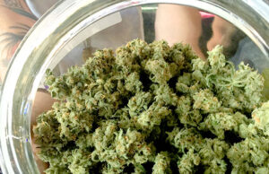 Cannabis Tolerance