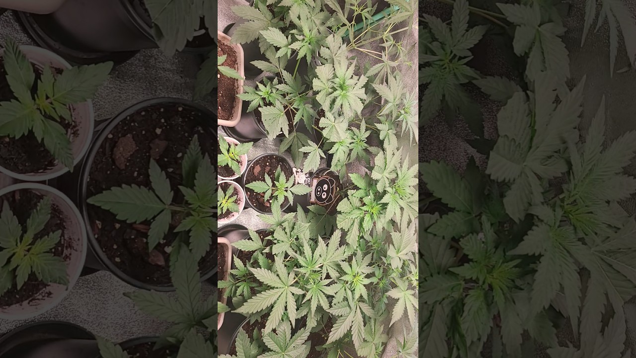 Day 29 & Day 14 From seed Lets #Grow #Spiderfarmerled #Sf1000 #Garden #Nature #Life #lifestyle #Fyp