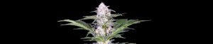 Purple Cookie Kush Feminized Grow Report