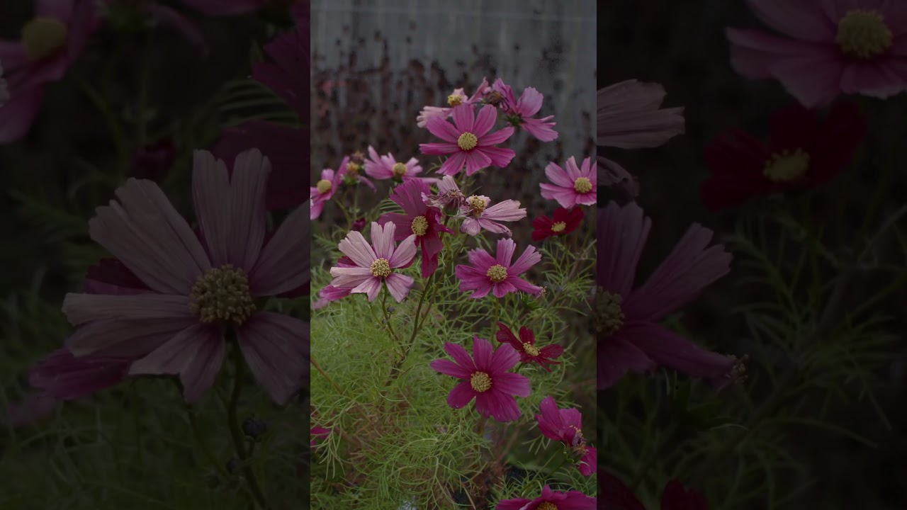 Grow Flowers from Seed at Home🌸💐