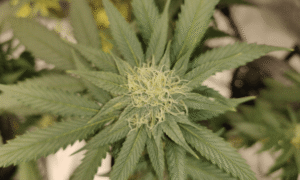 Ohio Lawmakers Advance Bill To Scale Back Voter-Approved Marijuana Law And Impose Hemp Regulations