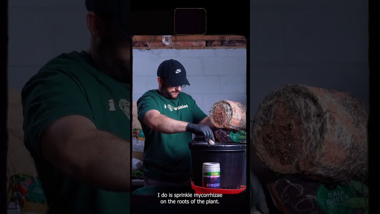 Building the Ultimate Living Soil with Gaia Green! 🛠️🌍