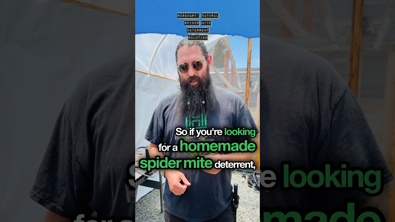 HOMEMADE PEST DETERRENT for #spidermites #growroomtips #plants