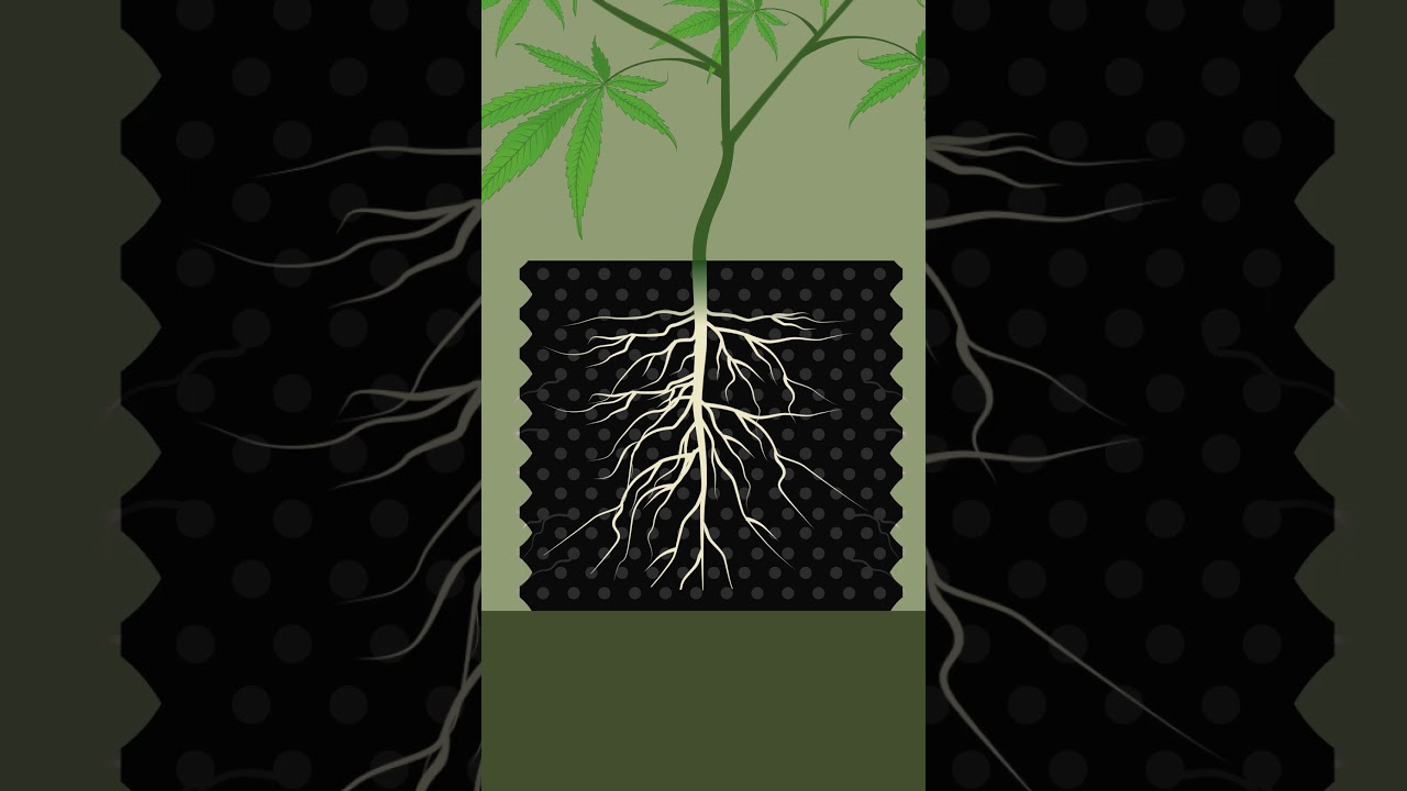 Why Smart Growers Use Air Pots