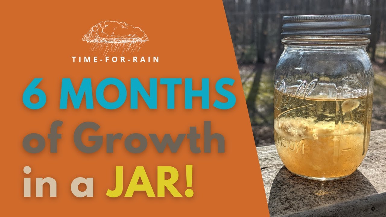 Mushroom Liquid Culture Made From CAPRI SUN!