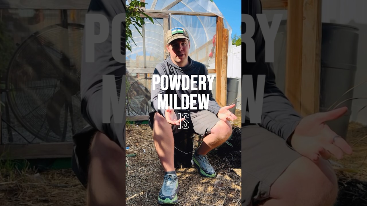 Understanding Powdery Mildew: The Parasitic Fungus Threatening Your Plants!