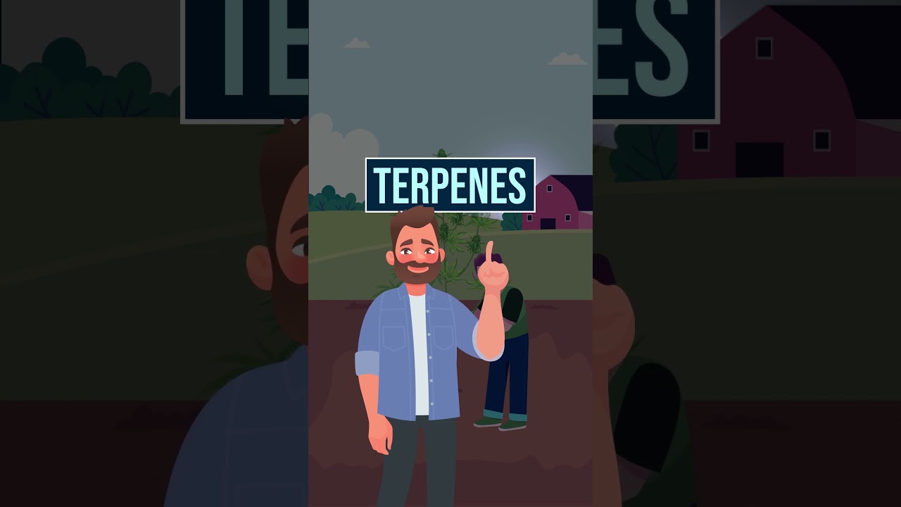 Should You Harvest Cannabis in the Dark?