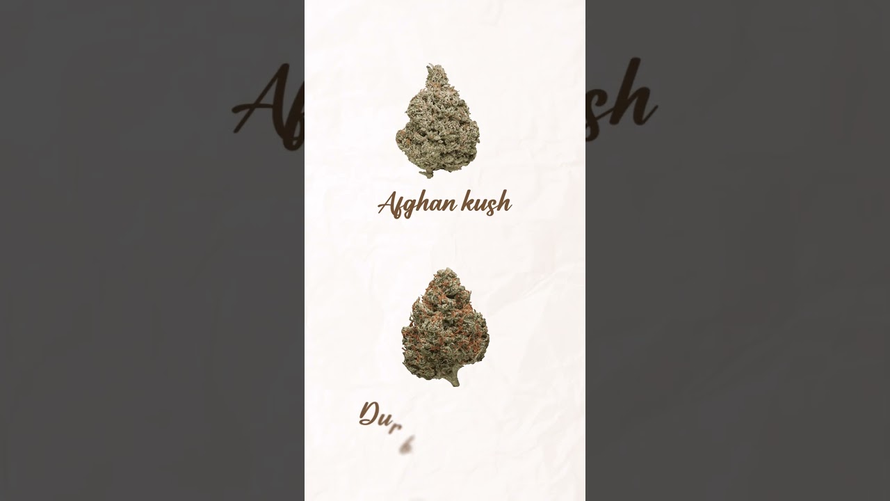 Exploring Landrace Strains