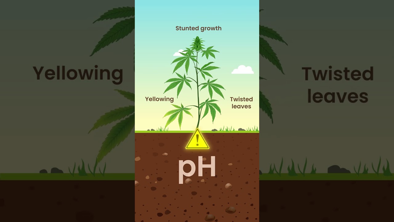 Is Your pH Killing Your Plants?