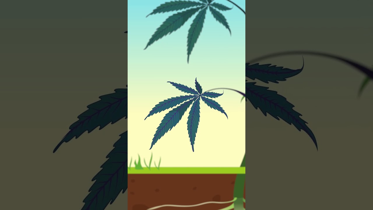 Phosphorus Deficiency? Here’s How to Spot It