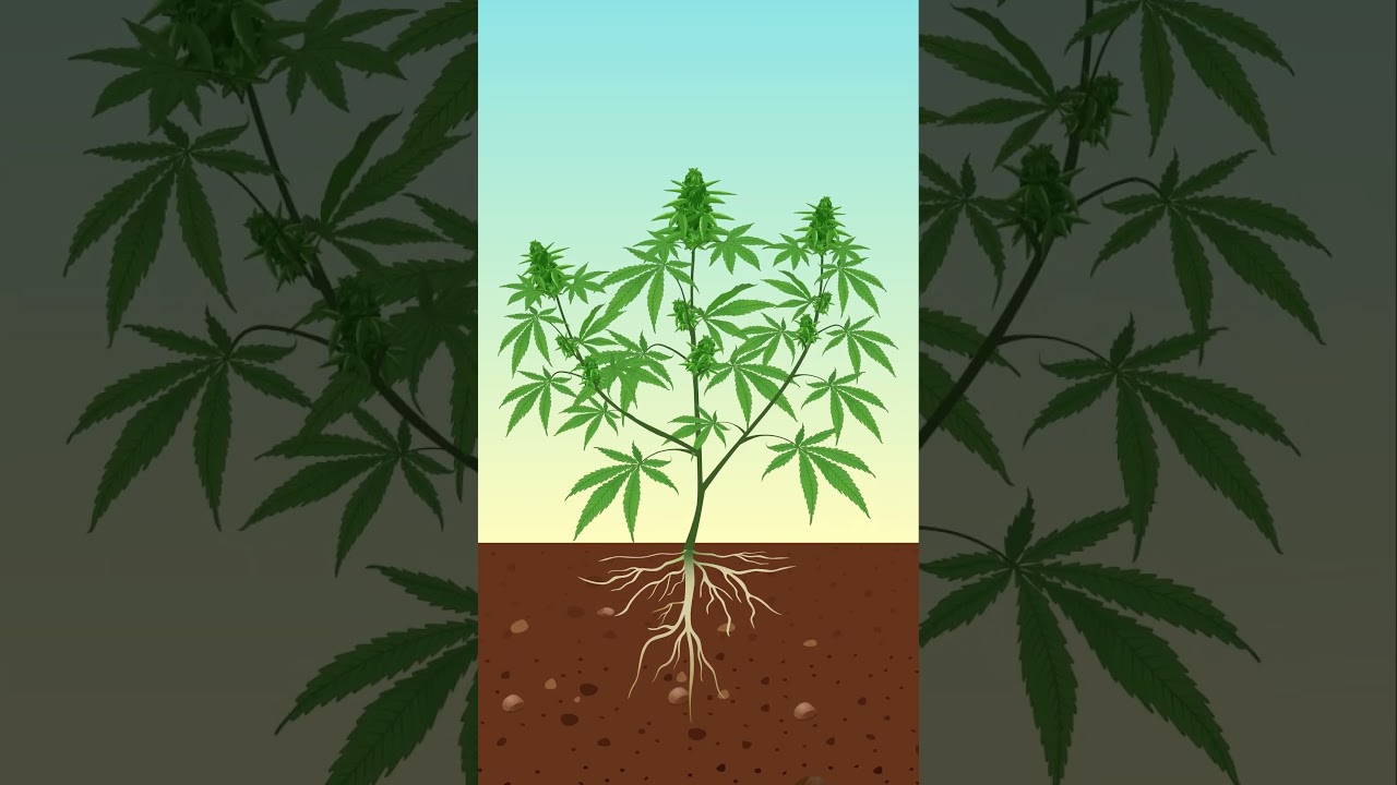 The Benefits of Silica for Cannabis