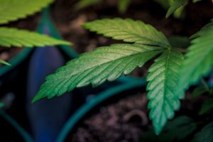 Alcohol companies lobby Congress on cannabis drinks (Newsletter: October 22, 2025)