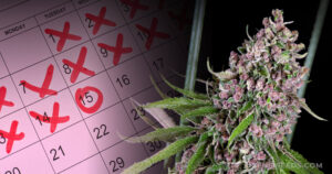 How Long Does It Take to Grow Weed?