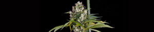 Critical Runtz Feminized Grow Report