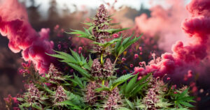 7 Best Cherry Weed Strains: A Sweet Treat