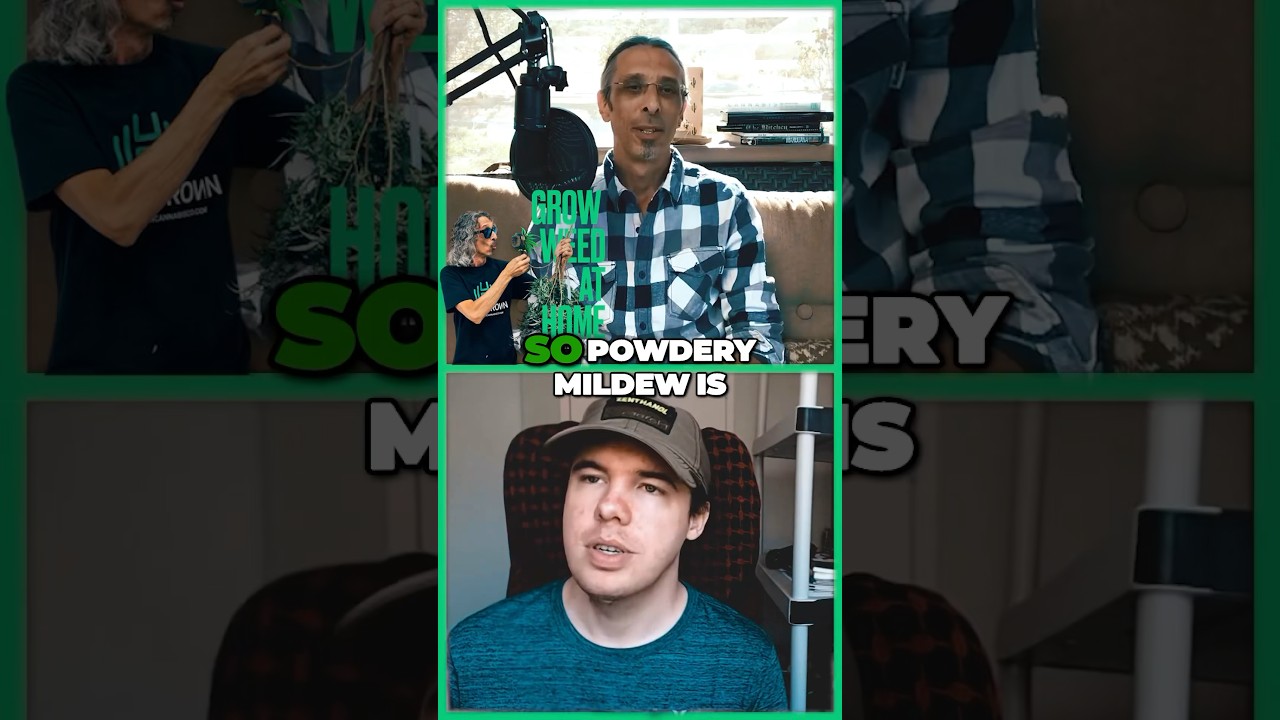 Did you know THIS about powdery mildew? 🤔