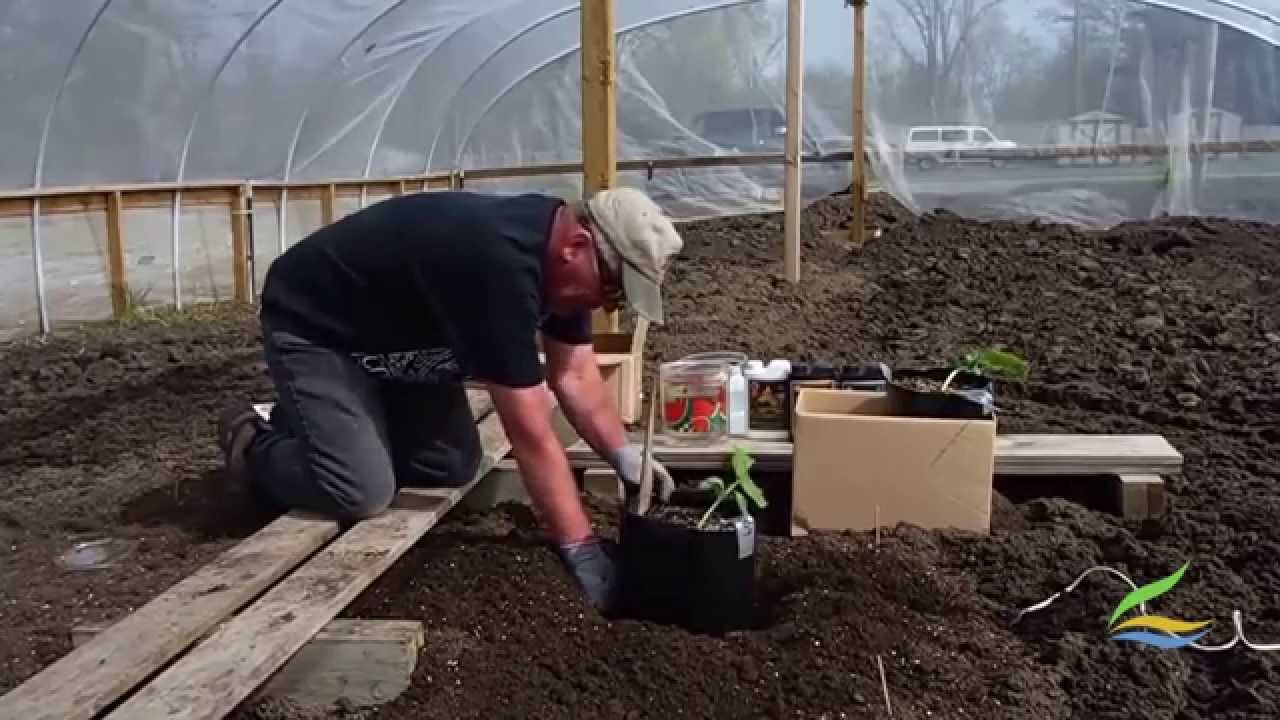 Bubba's Secret Garden: Transplanting Giant Pumpkins | Part 2