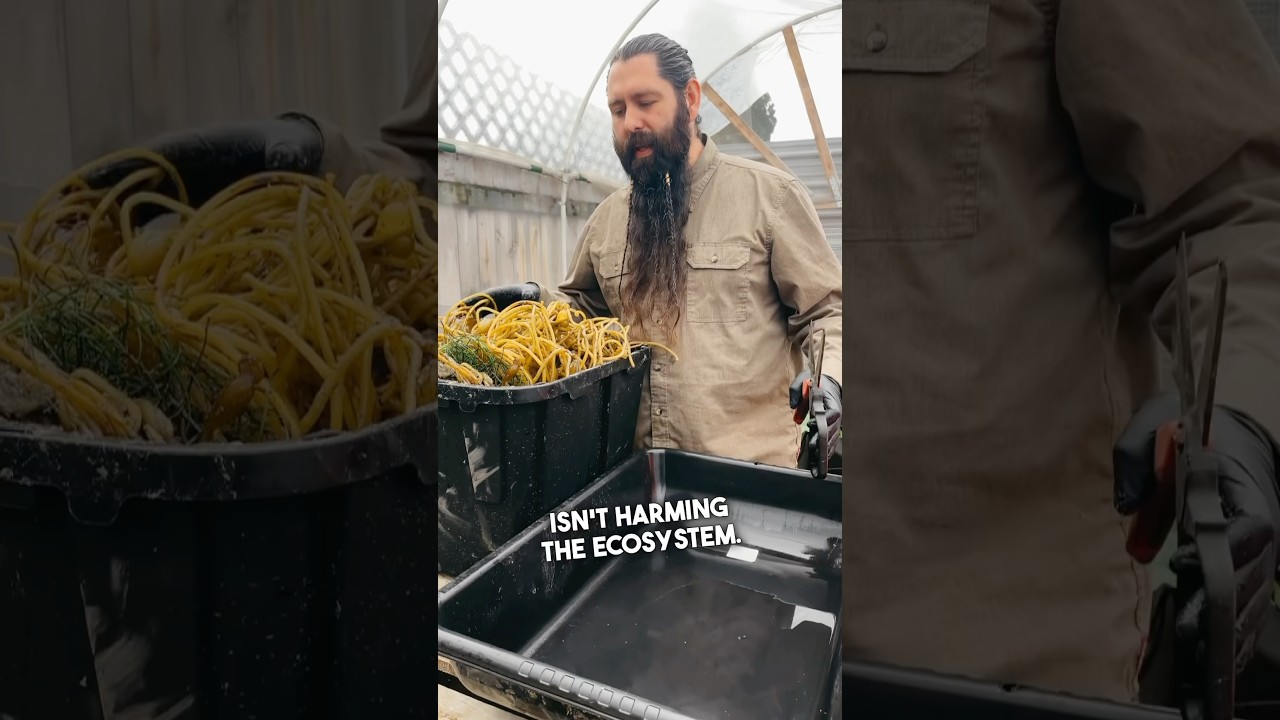 Turn Beach Kelp Into Garden Gold | Easy Compost Tea for Home Growers