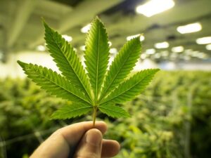 Some cannabis gummies sold in Valley recalled