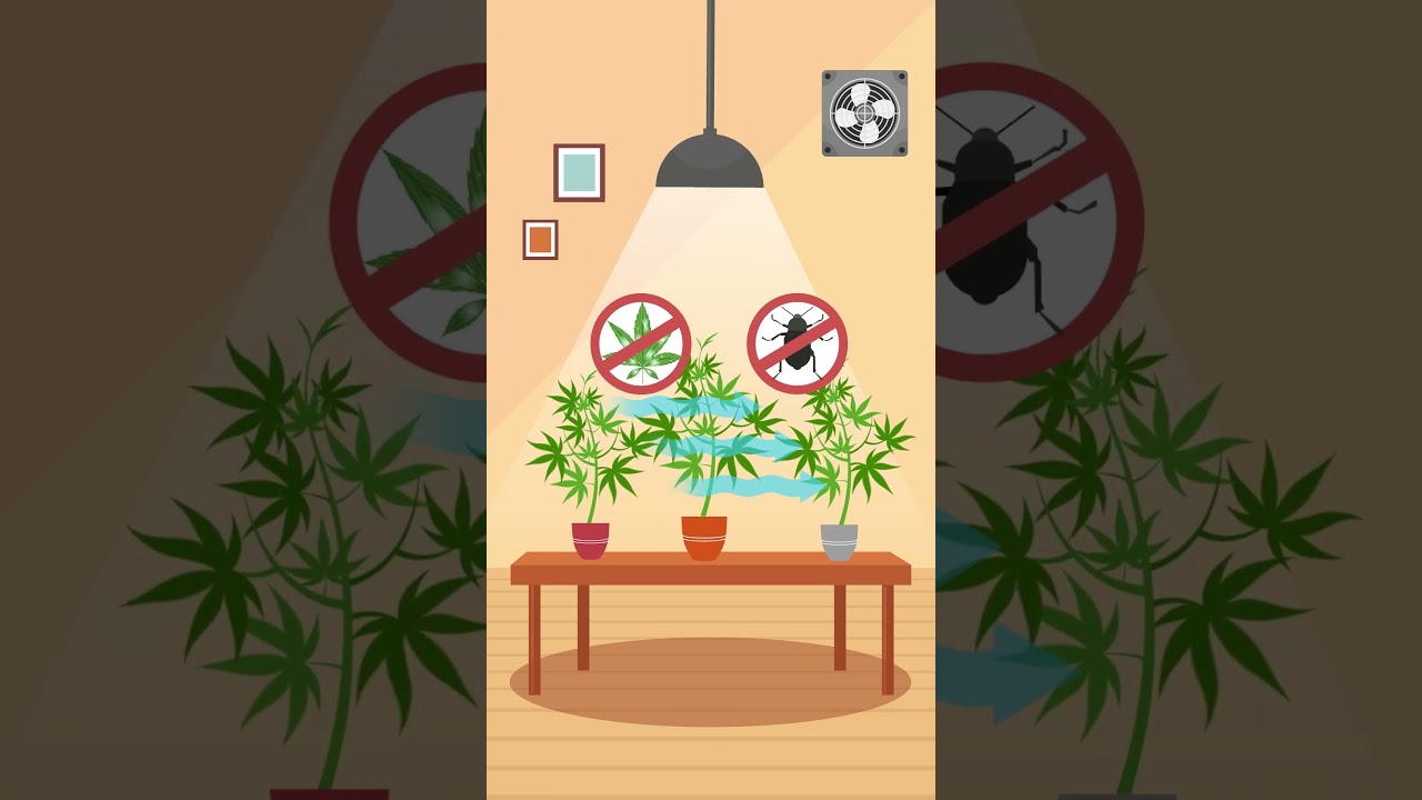 Cannabis Air Cirulation