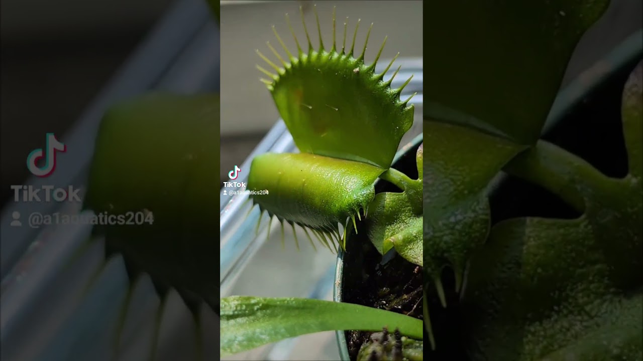 Venus Fly Trap Flowering ! #vft #venusflytrap #carnivorousplants #viral #share #comment #like