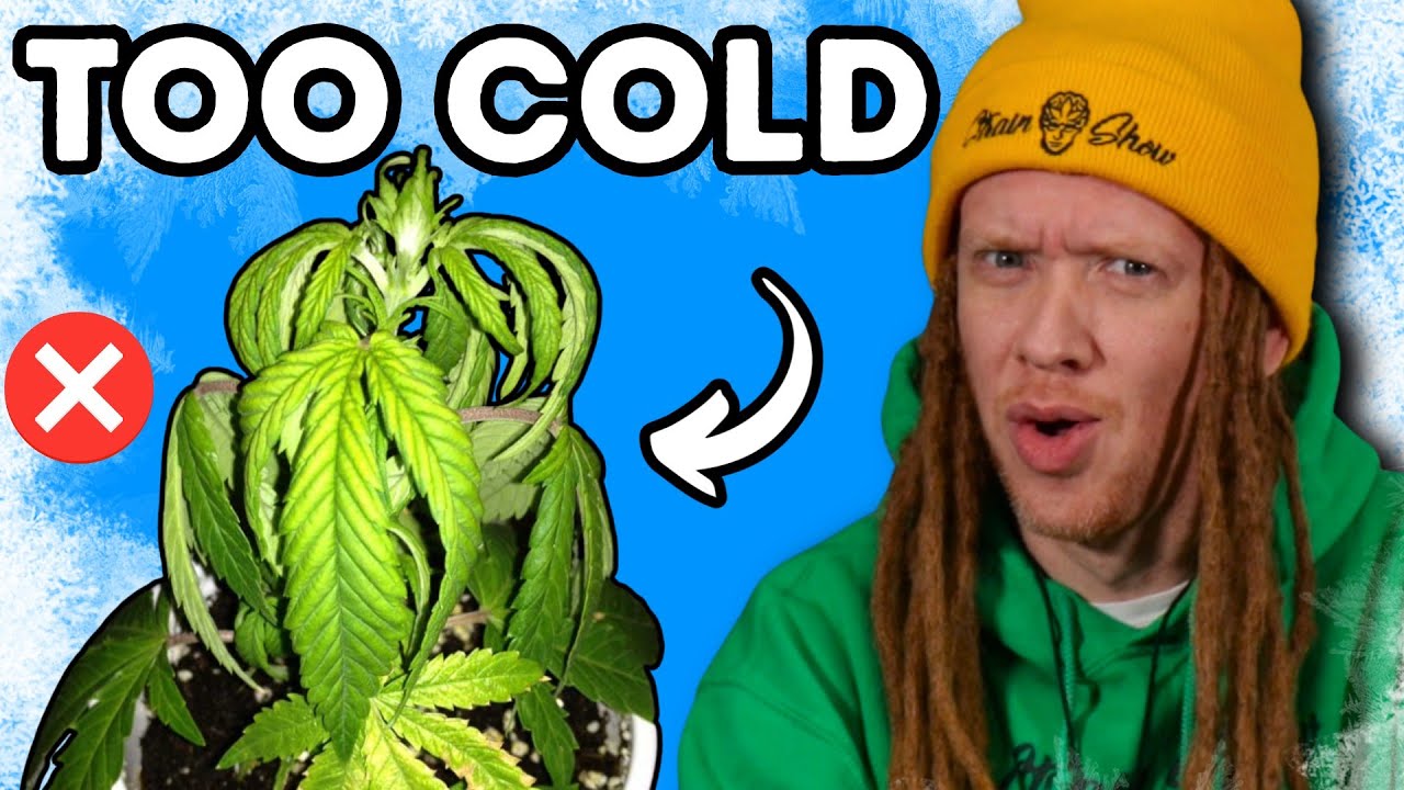 Cold Grow Room? Here’s How to Save Your Plants