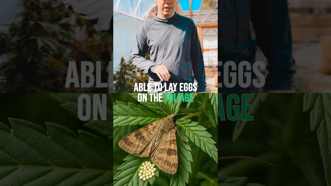 Bud Worms Will Destroy Your Harvest!