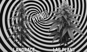 HypnoSeeds