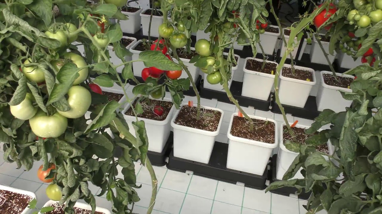 Autopot Garden Walk Through 2018