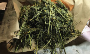 After Harvest: From Drying to Selling Cannabis
