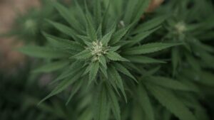 SCOTUS cannabis & guns case gets delay request (Newsletter: October 24, 2025)