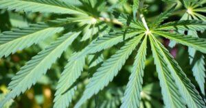 Judge puts Florida gun restriction case for medical marijuana patients on hold