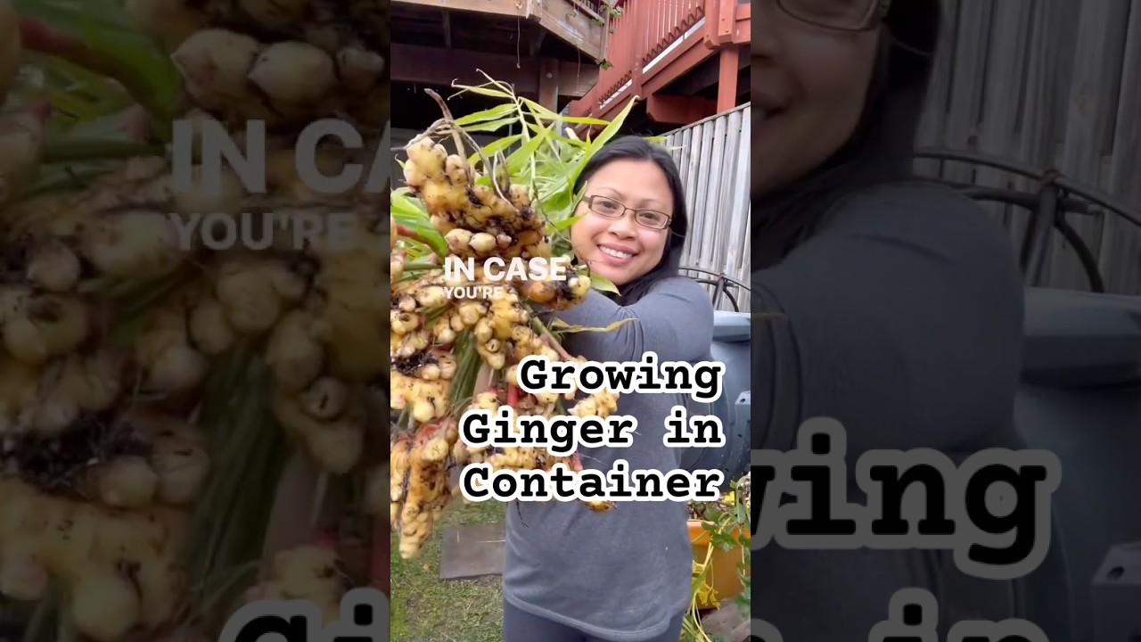Tips Growing Ginger in Cold Climate From Planting to Harvest #gardeningtips #containergardening