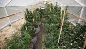 Michigan Lawmakers Consider Bills To Change Legal Marijuana Possession Limits And Alter Industry Disciplinary Rules