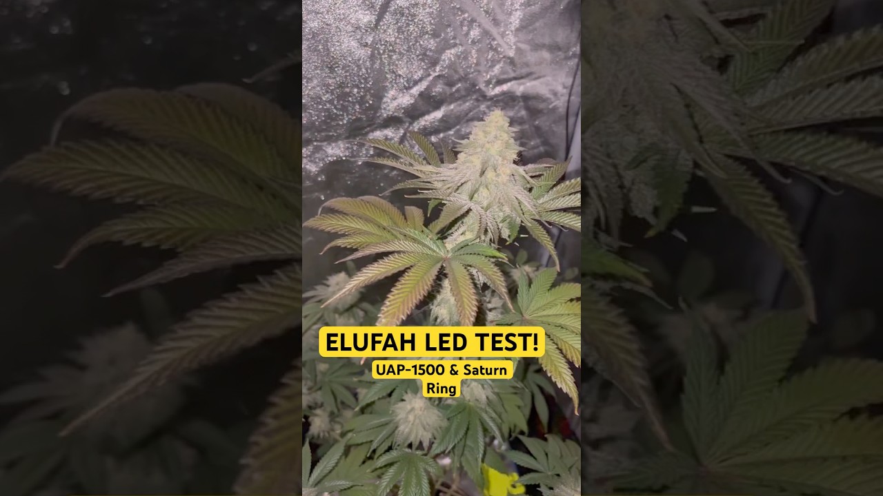ELUFAH LED TEST - UAP-1500 & Saturn Ring