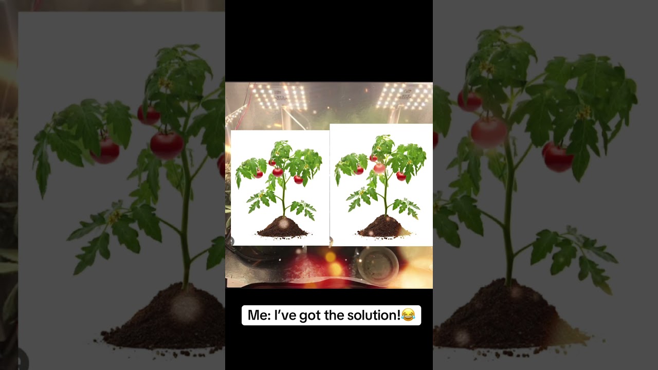 Who else had to negotiate to grow indoors? 🤣