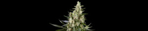 California Haze Feminized Grow Report