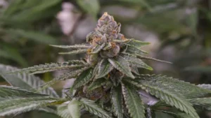 Why Runtz Seeds Took Over the American Cannabis Scene