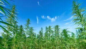 39 Attorneys General Tell Federal Lawmakers to Ban Hemp THC Products