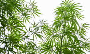 Oregon Cannabis: OLCC Licensing And Market Updates