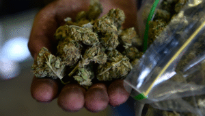 New Jersey Democratic Gubernatorial Candidate Previews Marijuana Policy Priorities If Voters Elect Her Next Week