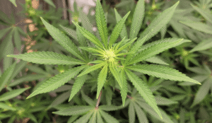 New Hampshire House Lawmakers Approve Marijuana Legalization Bill