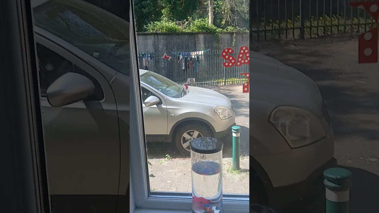 snowing in summer  time #uk milk weed seeds flying everywhere. #funny #ytshorts