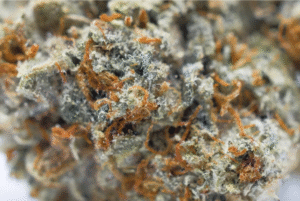 How to Choose the Best THCA Flower in a Clearance Sale