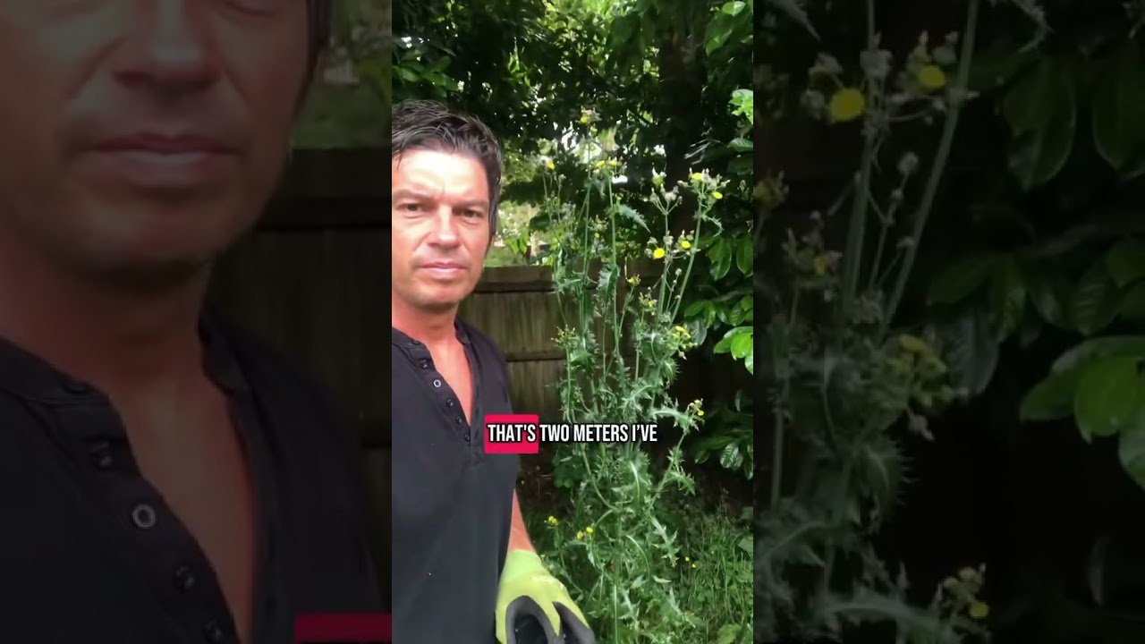 The Biggest weed you’ll see! #garden #gardenneglect #funny #uk  #tik_tok  #reality #shorts #comedy