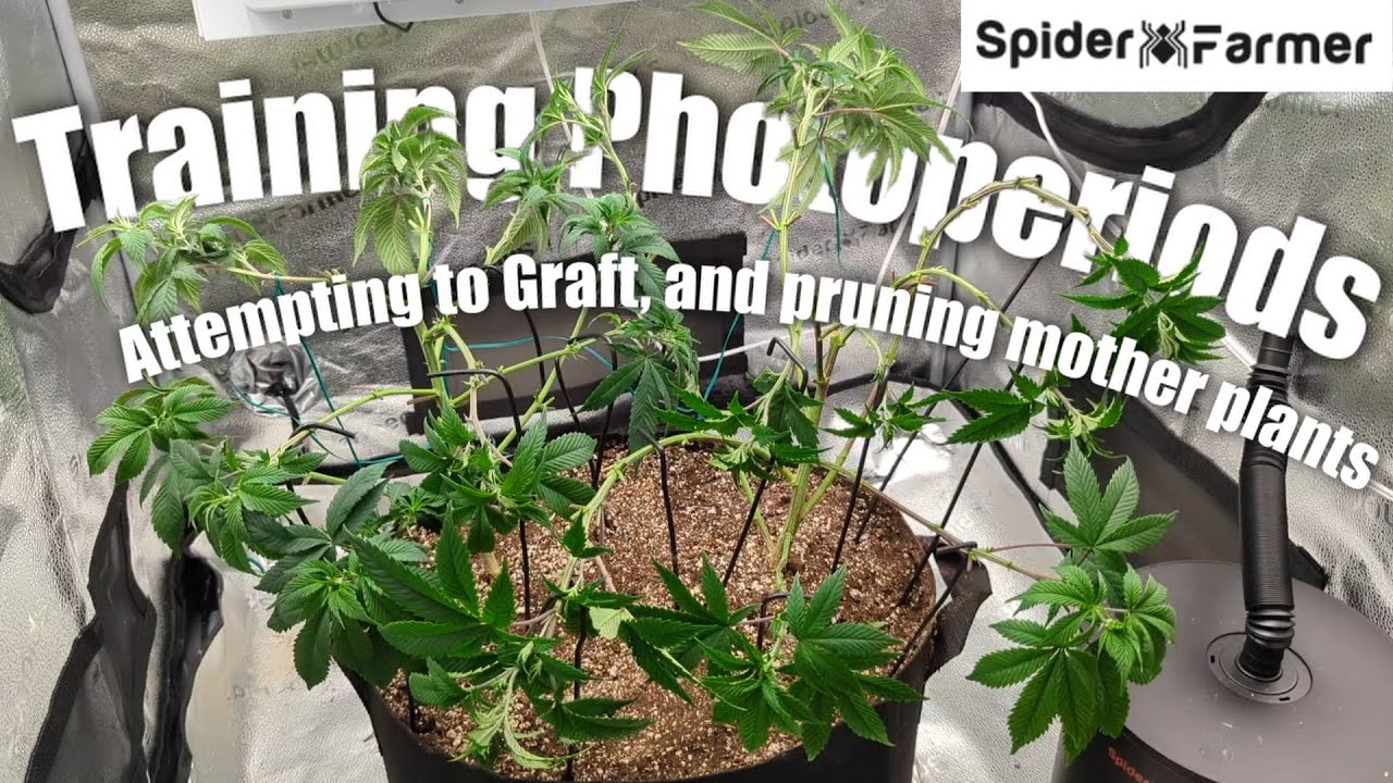 How I Grow Photoperiods -4- Training: Topping, LST, Lolipopping - Spiderfarmer SE3000+Supplemental