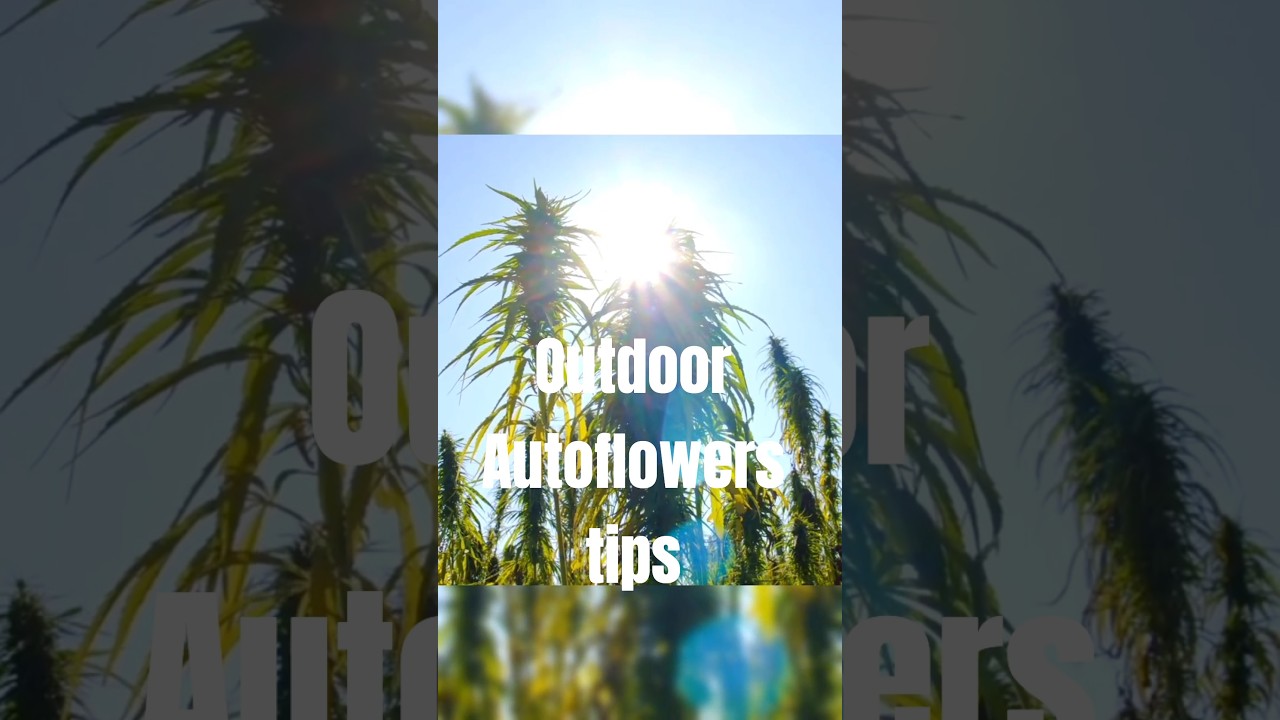 Outdoor Autoflowers tips🌱 #gardentok